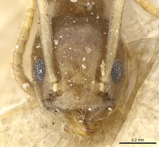 Tapinoma ramulorum - CASENT0904028