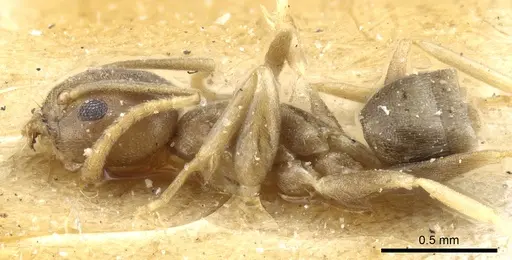 Tapinoma ramulorum - CASENT0904028