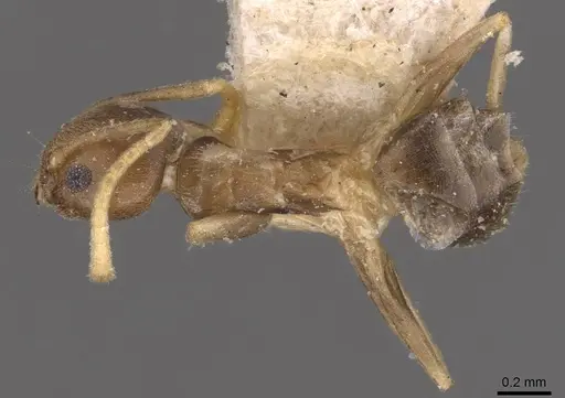 Tapinoma ramulorum - CASENT0907583