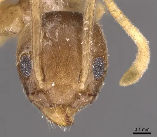 Tapinoma ramulorum - CASENT0907583