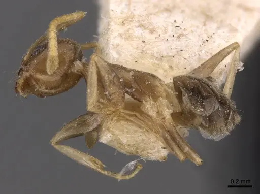 Tapinoma ramulorum - CASENT0907583