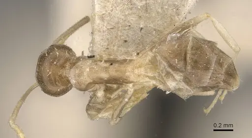 Tapinoma ramulorum - CASENT0909780