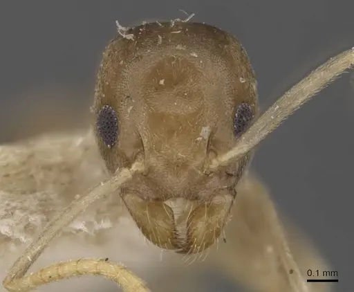 Tapinoma ramulorum - CASENT0909780