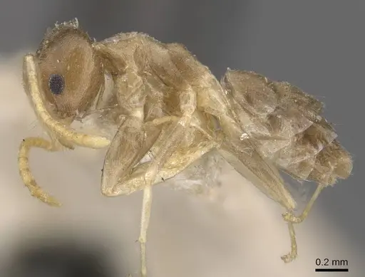 Tapinoma ramulorum - CASENT0909780