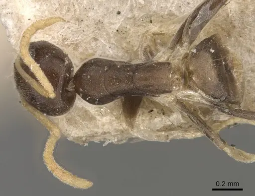 Tapinoma ramulorum - CASENT0909781