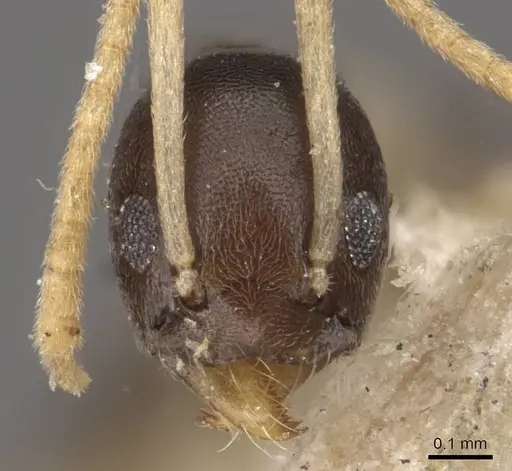 Tapinoma ramulorum - CASENT0909781