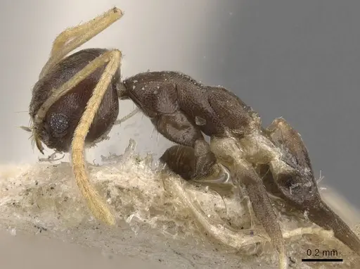 Tapinoma ramulorum - CASENT0909781