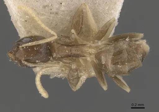 Tapinoma ramulorum - CASENT0909782