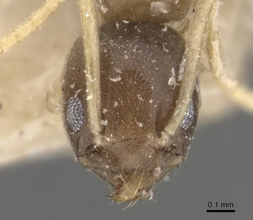 Tapinoma ramulorum - CASENT0909782