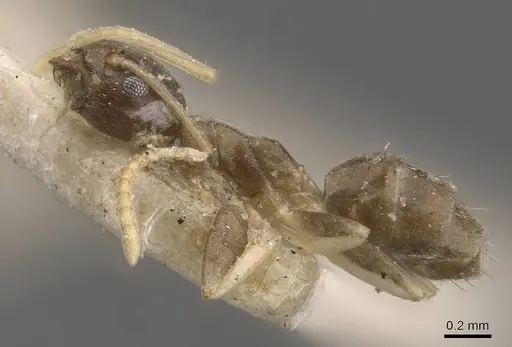 Tapinoma ramulorum - CASENT0909782