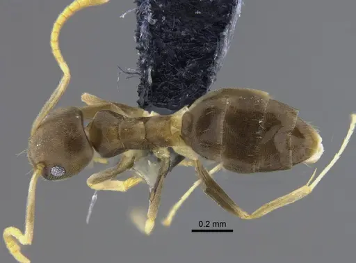 Tapinoma ramulorum - CBUMAGENT41881
