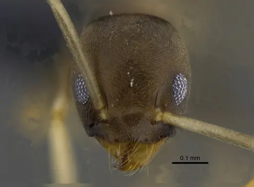 Tapinoma ramulorum - CBUMAGENT41881
