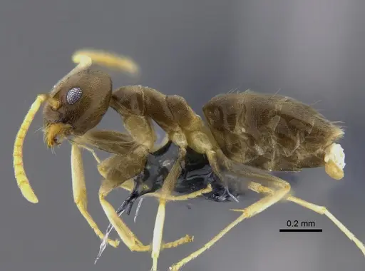 Tapinoma ramulorum - CBUMAGENT41881