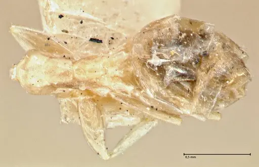 Tapinoma ramulorum - FOCOL2977