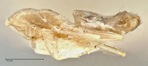 Tapinoma ramulorum - FOCOL2977