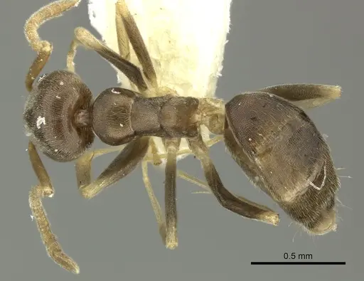 Tapinoma ramulorum - INBIOCRI001254153