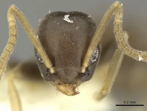 Tapinoma ramulorum - INBIOCRI001254153