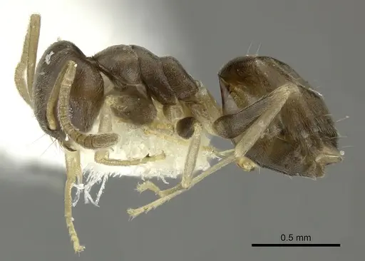 Tapinoma ramulorum - INBIOCRI001254153