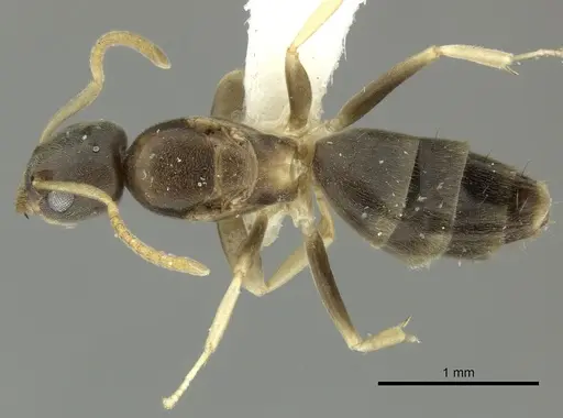 Tapinoma ramulorum - INBIOCRI002281796