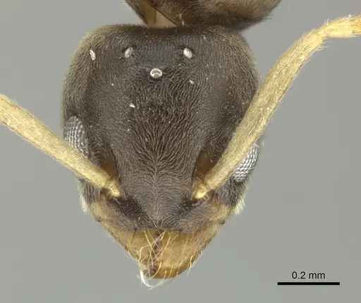 Tapinoma ramulorum - INBIOCRI002281796