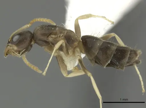 Tapinoma ramulorum - INBIOCRI002281796