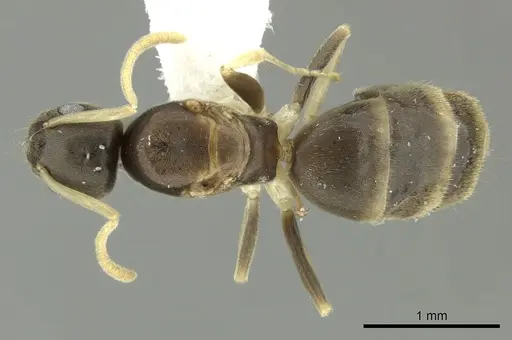 Tapinoma ramulorum - INBIOCRI002728303