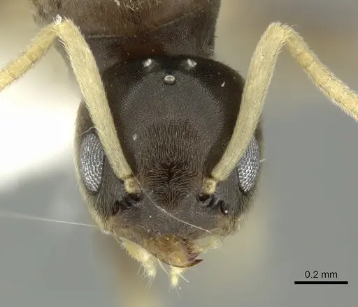 Tapinoma ramulorum - INBIOCRI002728303