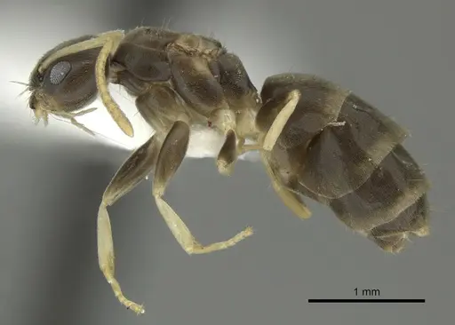 Tapinoma ramulorum - INBIOCRI002728303