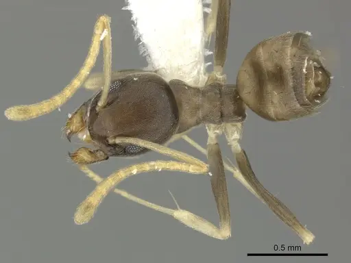 Tapinoma ramulorum - JTLC000002904