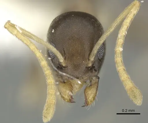 Tapinoma ramulorum - JTLC000002904