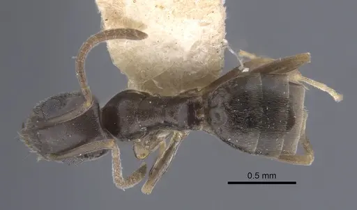 Tapinoma rectinotum specimen