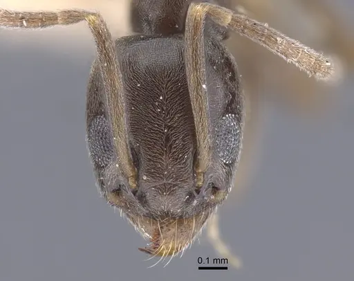 Tapinoma rectinotum specimen