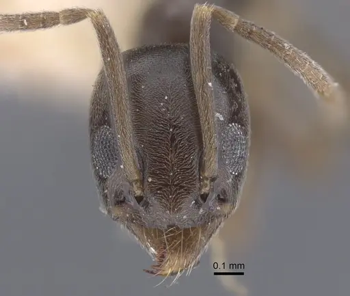 Tapinoma rectinotum specimen