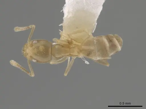 Tapinoma sahohime specimen