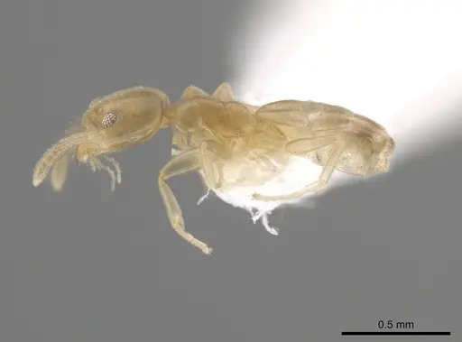Tapinoma sahohime specimen