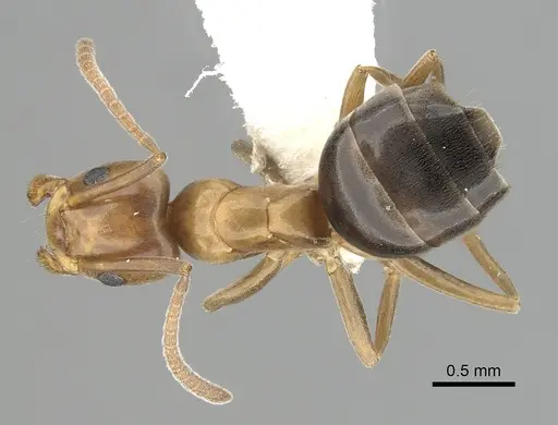 Tapinoma schreiberi specimen