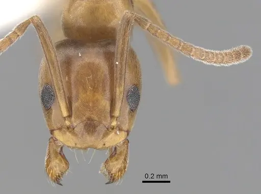 Tapinoma schreiberi specimen