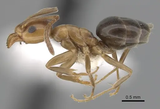 Tapinoma schreiberi specimen