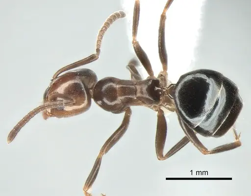 Tapinoma schreiberi - CASENT0882241