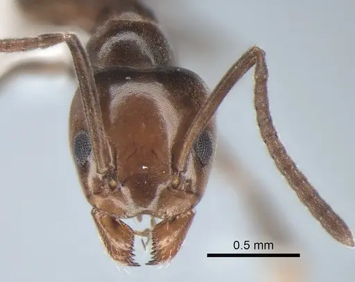 Tapinoma schreiberi - CASENT0882241