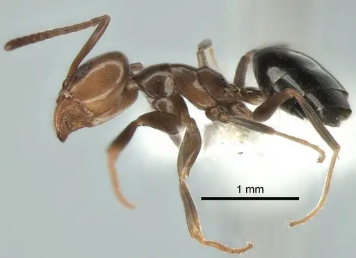 Tapinoma schreiberi - CASENT0882241