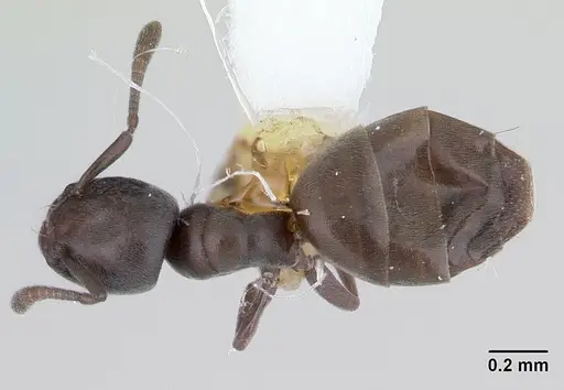 Tapinoma schultzei specimen