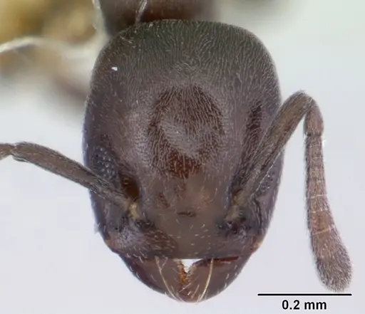 Tapinoma schultzei specimen