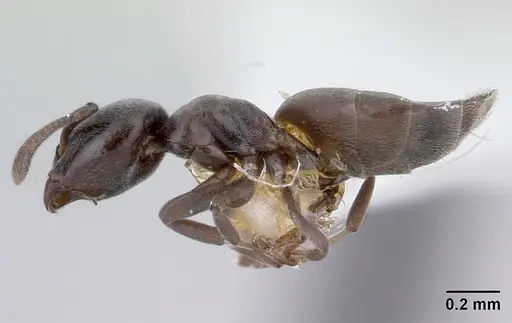 Tapinoma schultzei specimen