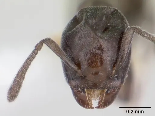 Tapinoma schultzei - CASENT0178244