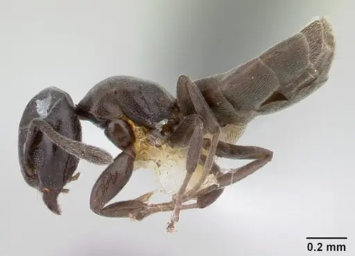 Tapinoma schultzei - CASENT0178244