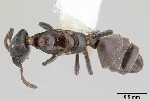 Tapinoma schultzei - CASENT0178245