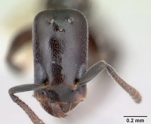 Tapinoma schultzei - CASENT0178245