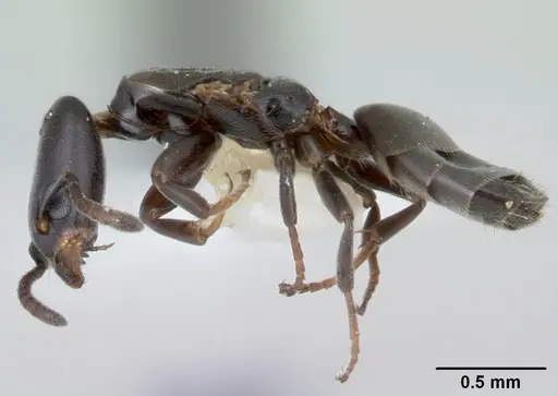 Tapinoma schultzei - CASENT0178245