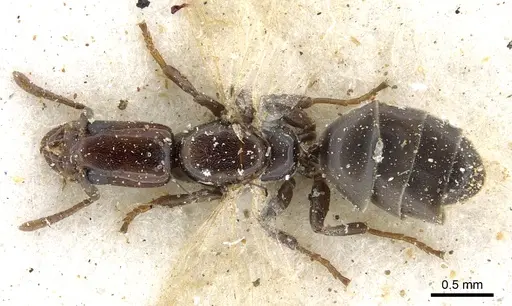 Tapinoma schultzei - CASENT0903064